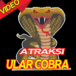 Cover Image of Descargar Video Atraksi Ular Cobra Keren 1.0 APK