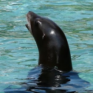 Cute sea Lions Wallpapers.apk 1.0