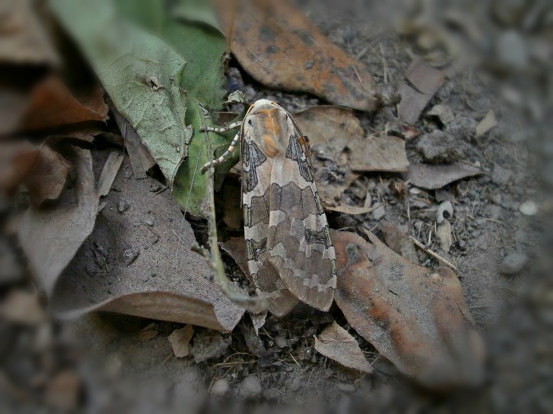 Tussock moth