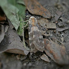 Tussock moth