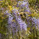 Purple flower bunch