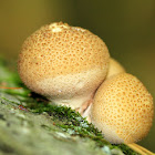 Stump Puffball