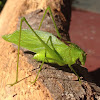 Fork-Tailed Bush Katydid