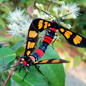 Wasp moth