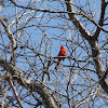 Northern Cardinal - Male