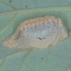 Ootheca (egg case)