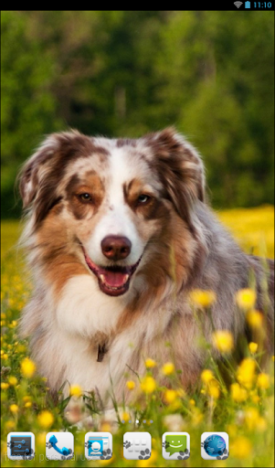 免費下載個人化APP|Australian Shepherd Theme app開箱文|APP開箱王