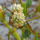 Samphire