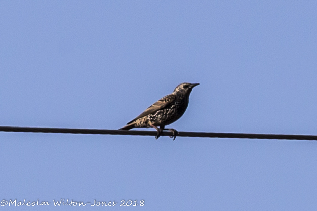 Starling; Estornino Pinto