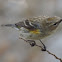 Yellow-rumped Warbler