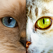 Two Cats 1.0 Icon