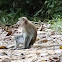 Long-tailed Macaque