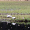 Trumpeter Swans