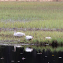 Trumpeter Swans