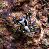 White Bark Jumper