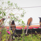 Rufous Treepie