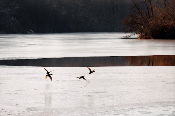 Flying on ice di Barbara Surimi