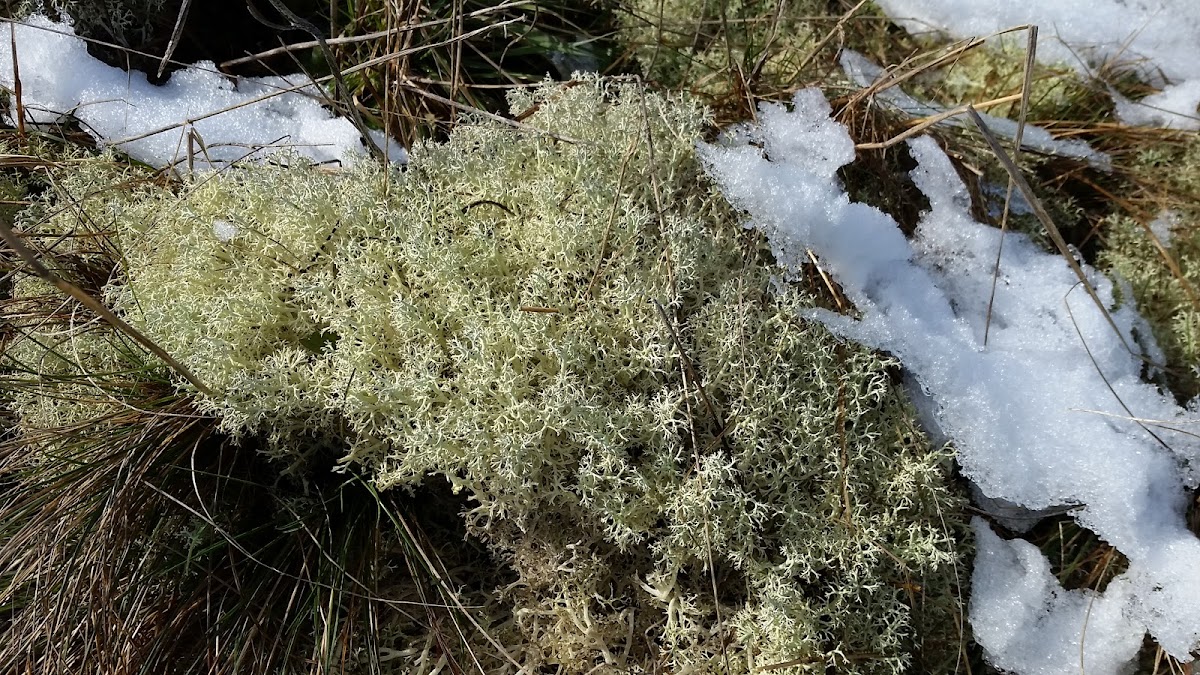 Reindeer lichen