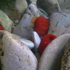 Beadlet Anemone