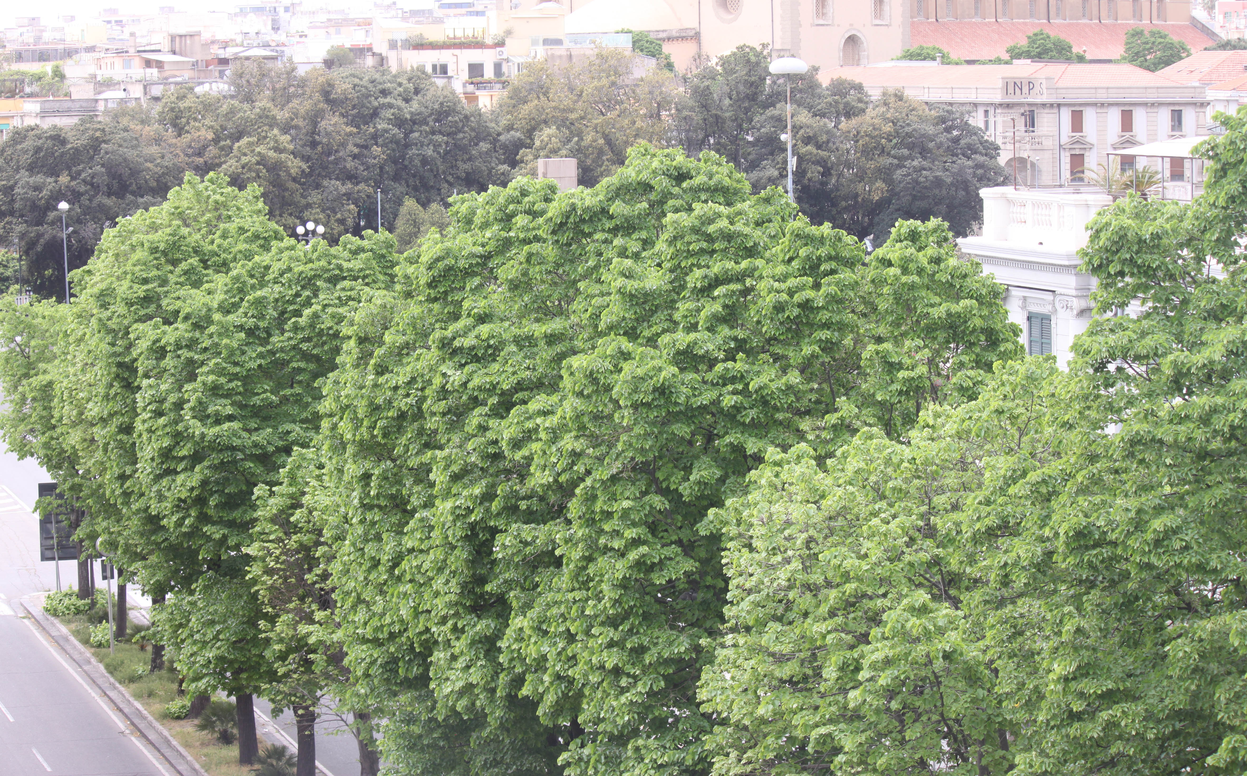 alberi, dall'alto verso il basso di Antonio De Felice