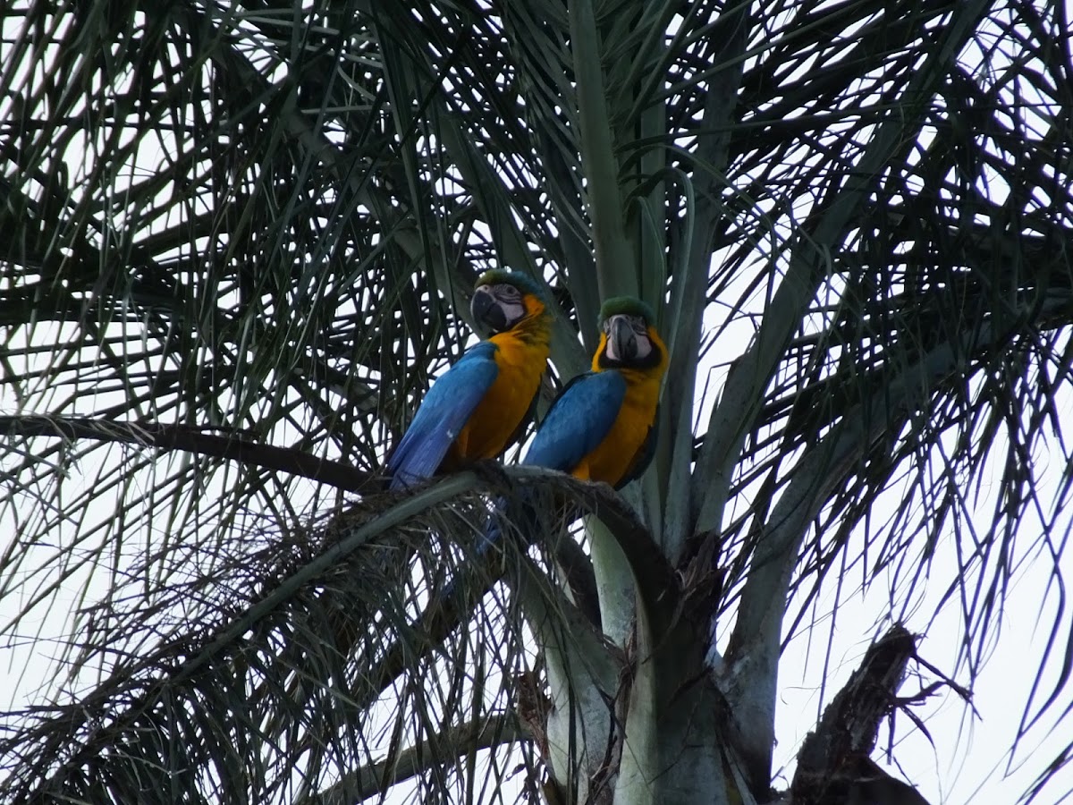 Blue and Yellow Macaws