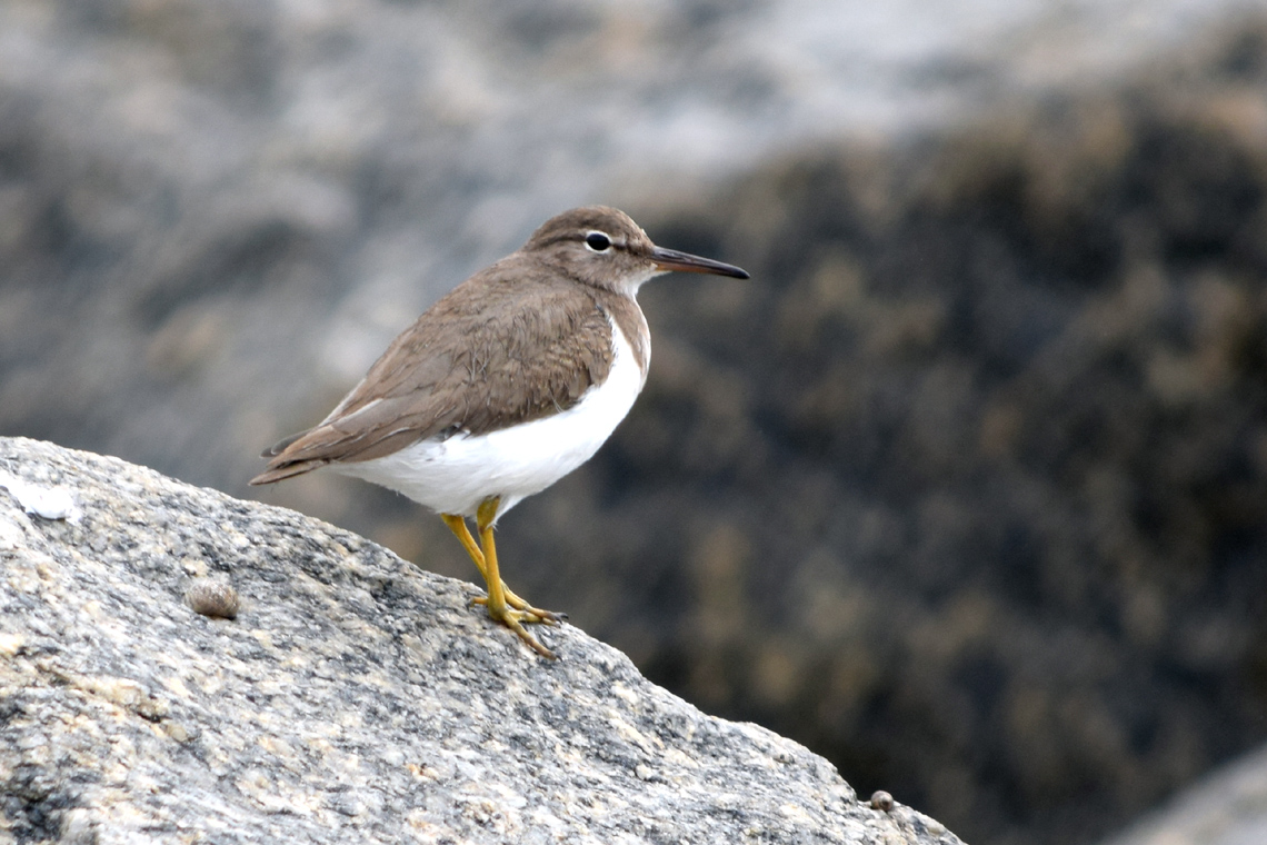 Spotted Sandpiper