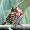 Fox Sparrow