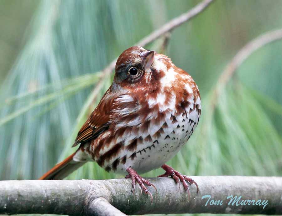 Fox Sparrow