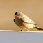 Say's Phoebe