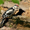 Great Spotted Woodpecker