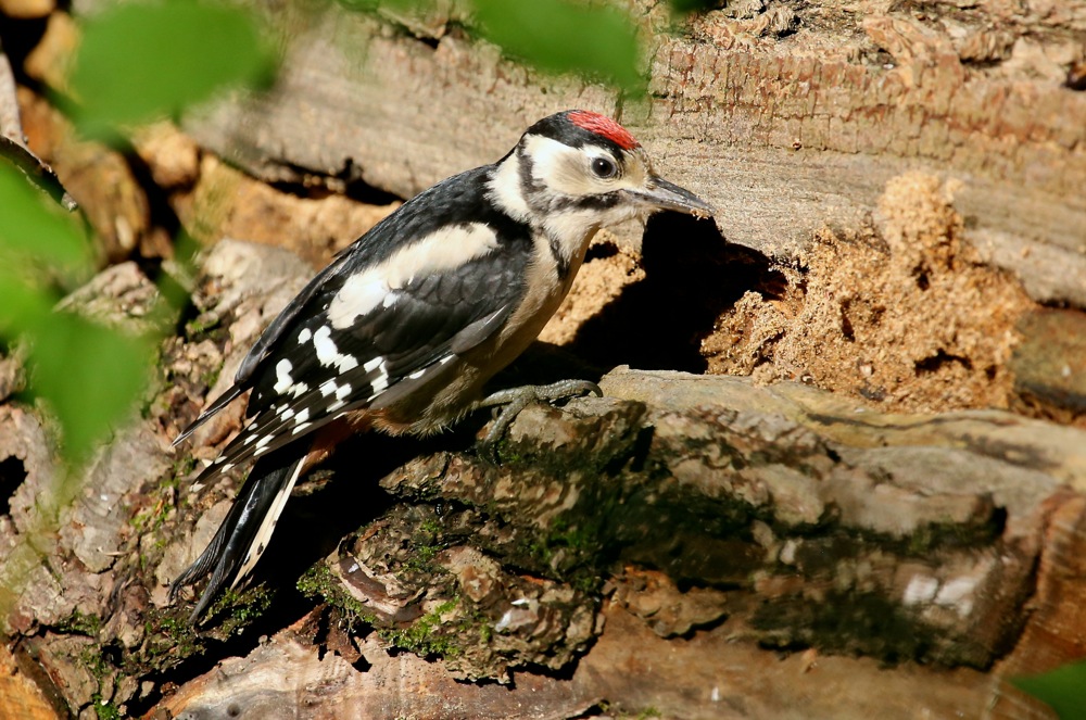 Great Spotted Woodpecker