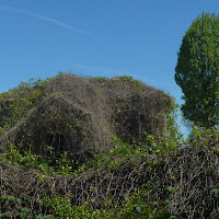 La rivincita della natura di 