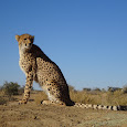 Biodiversity of Namibia