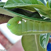 Oleander Hawkmoth