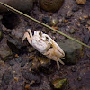 Fiddler Crab