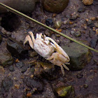 Fiddler Crab