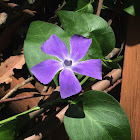 Bigleaf Periwinkle