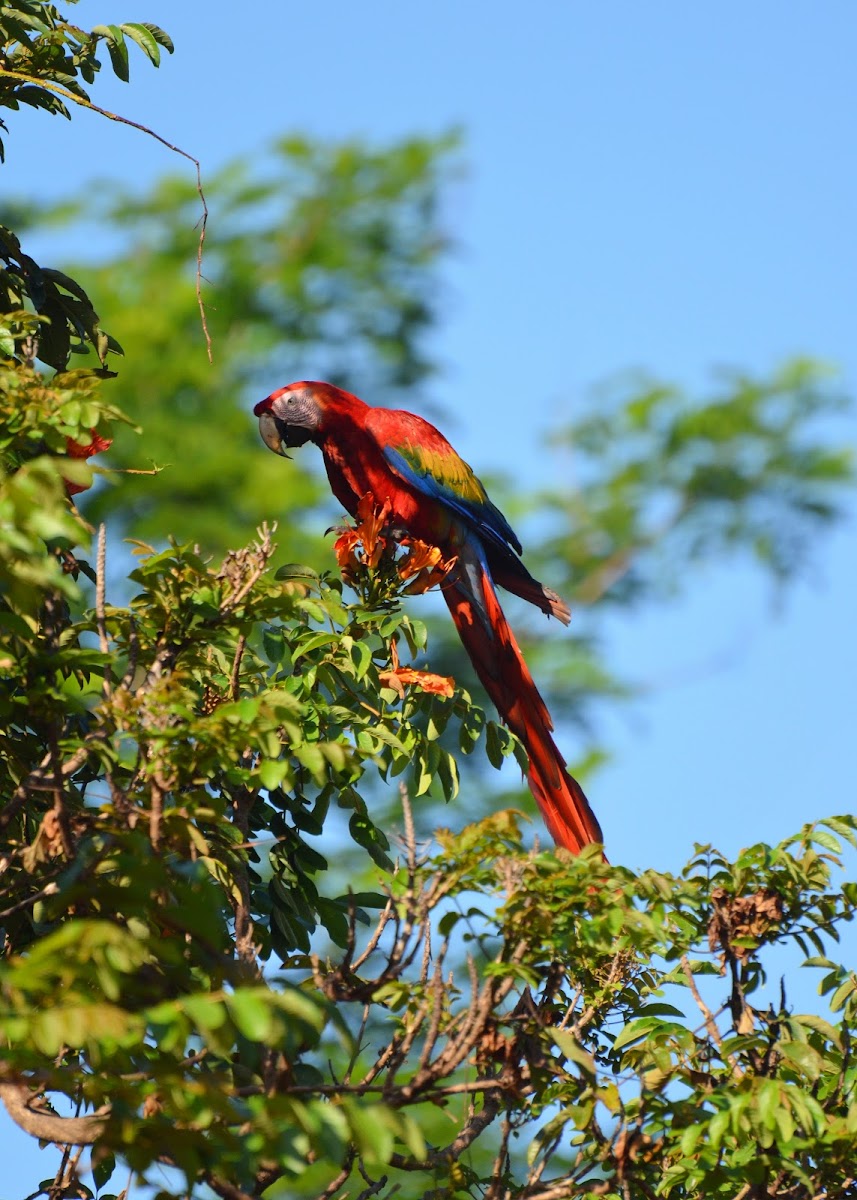 Scarlet Macaw