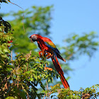 Scarlet Macaw