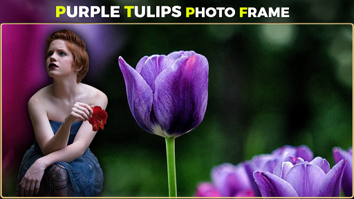 Purple Tulips Photo Frames