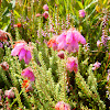 Cross-Leaved Heath