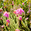 Cross-Leaved Heath