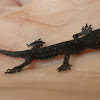 Indo-pacific gecko