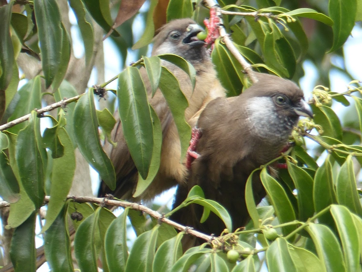 Speckled Mousebird