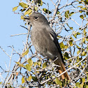 Black Redstart; Colirrojo Tizón