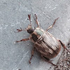 Oriental Beetle