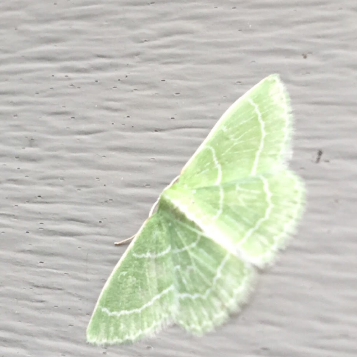 Wavy-lined emerald moth