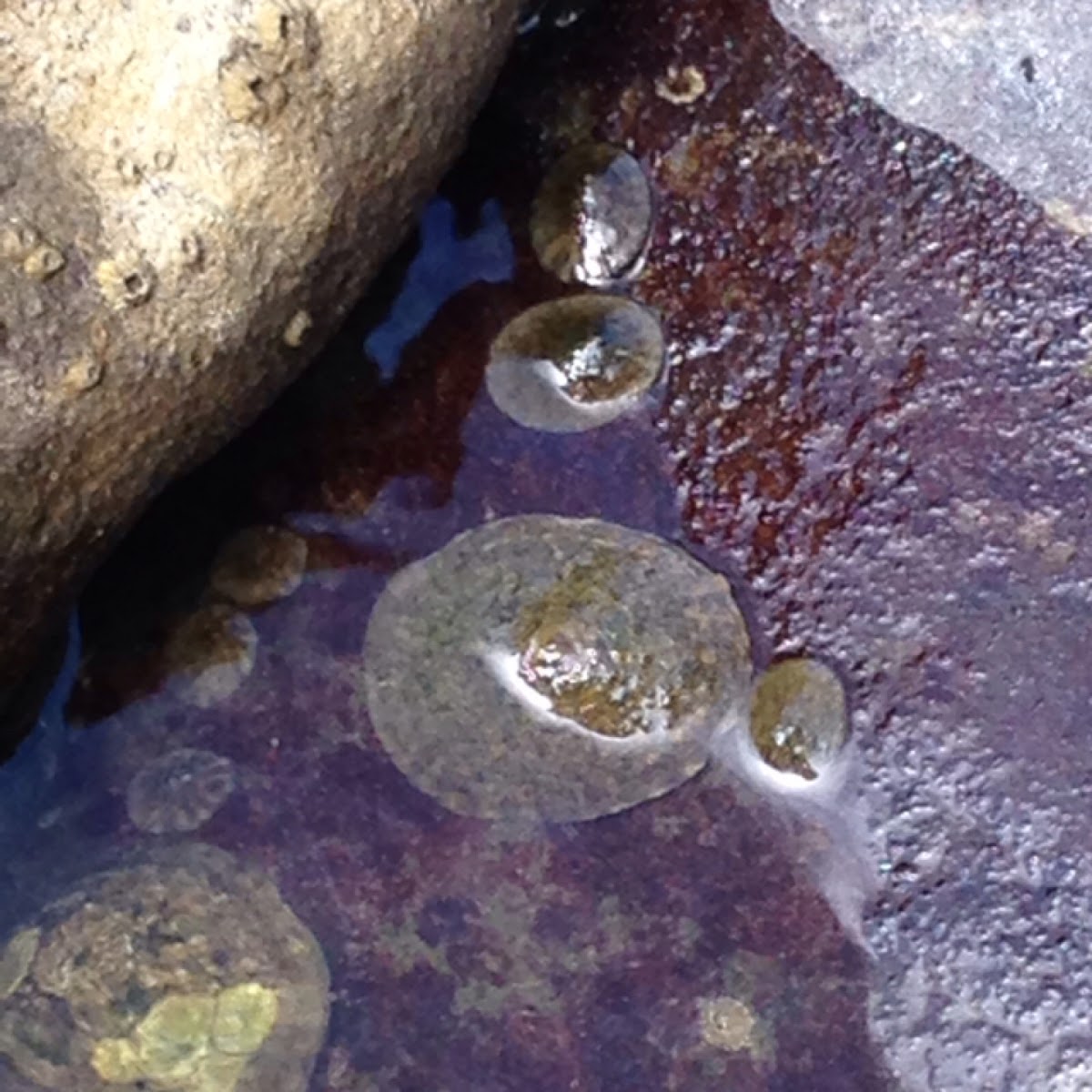 Limpets