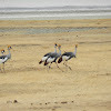 Grey Crowned Crane