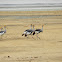 Grey Crowned Crane